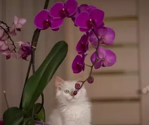 kitten-with-orchid-flowers