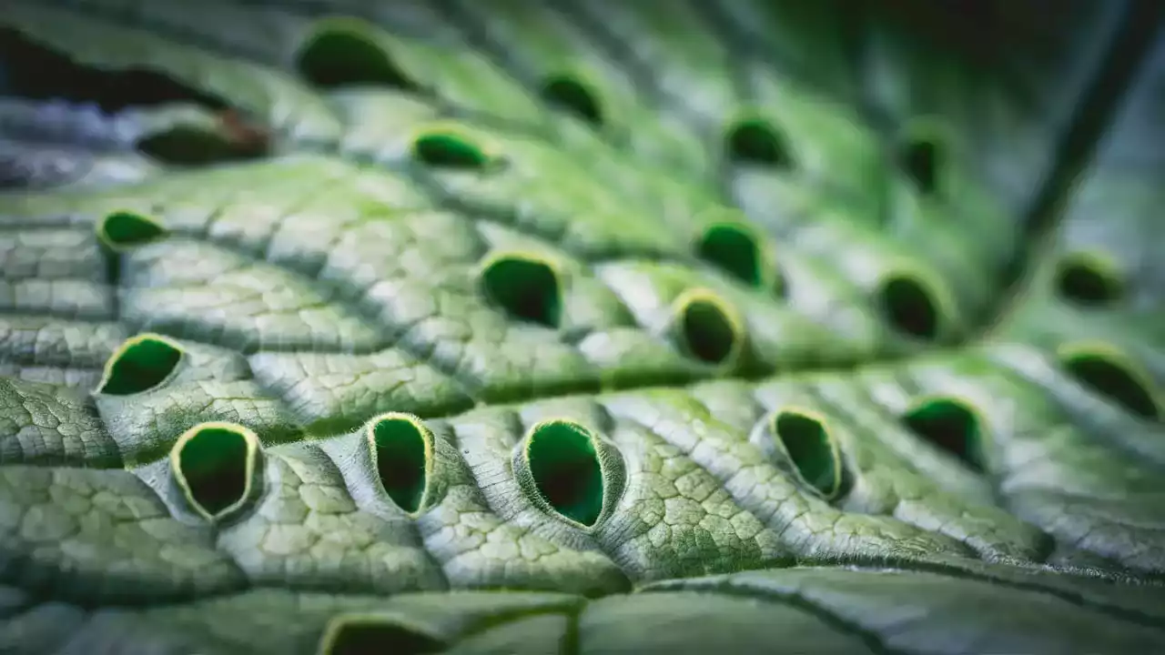 Stomata (Stoma)