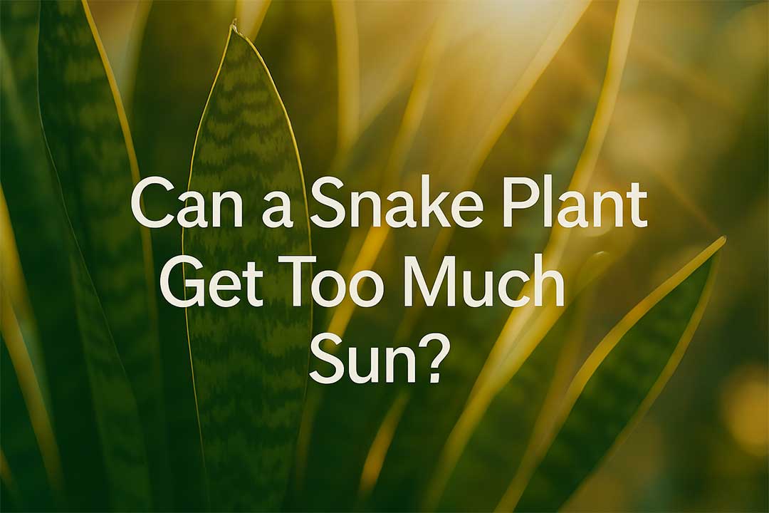 Can a Snake Plant Get Too Much Sun?​