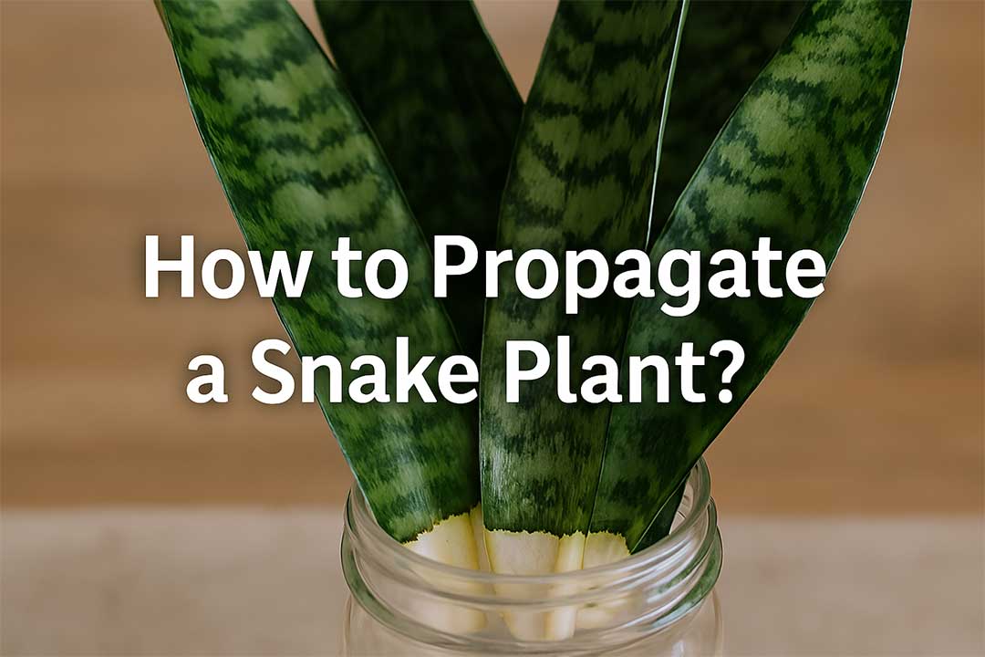 How to Propagate a Snake Plant
