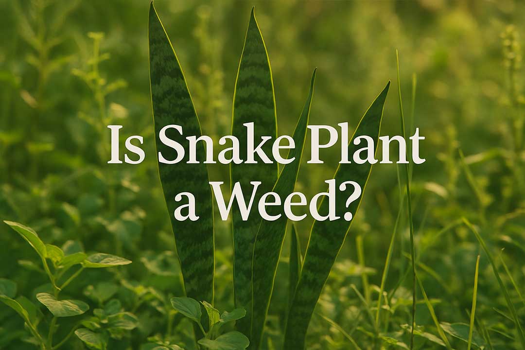 Is Snake Plant a Weed?