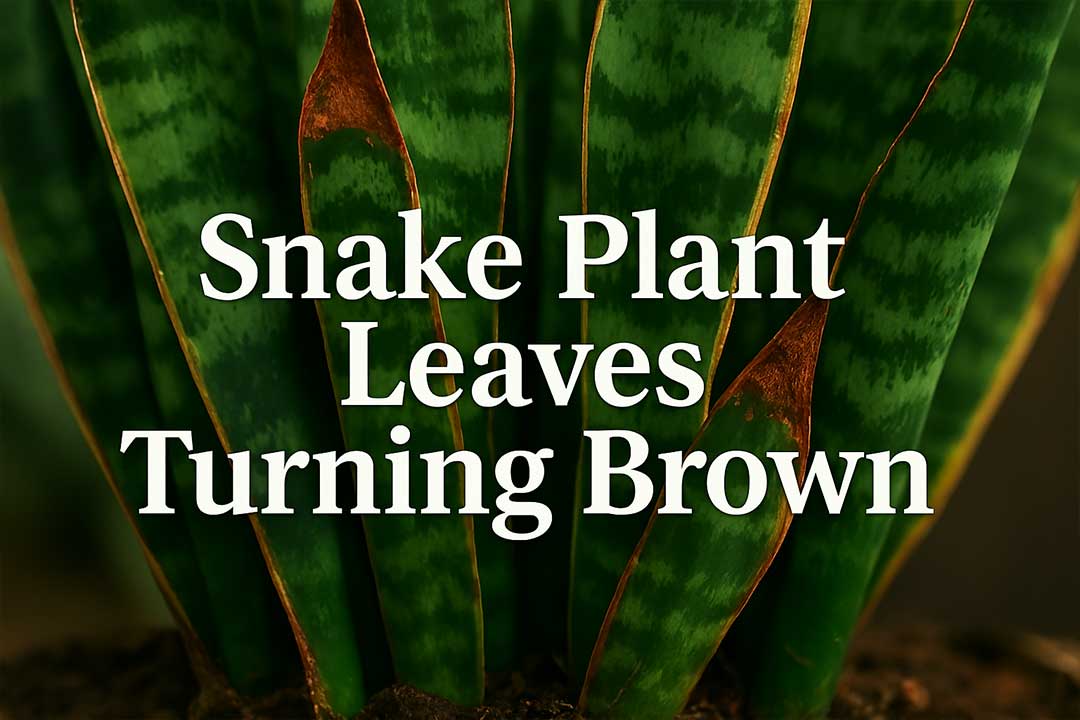 Snake Plant Leaves Turning Brown