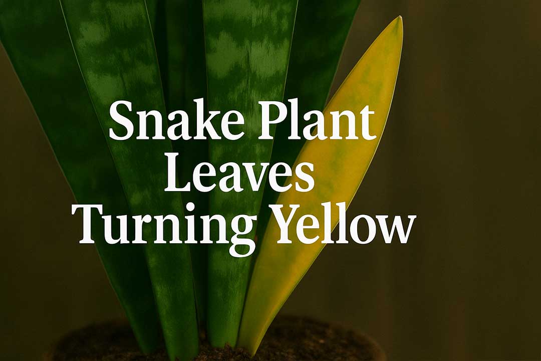Snake Plant Leaves Turning Yellow