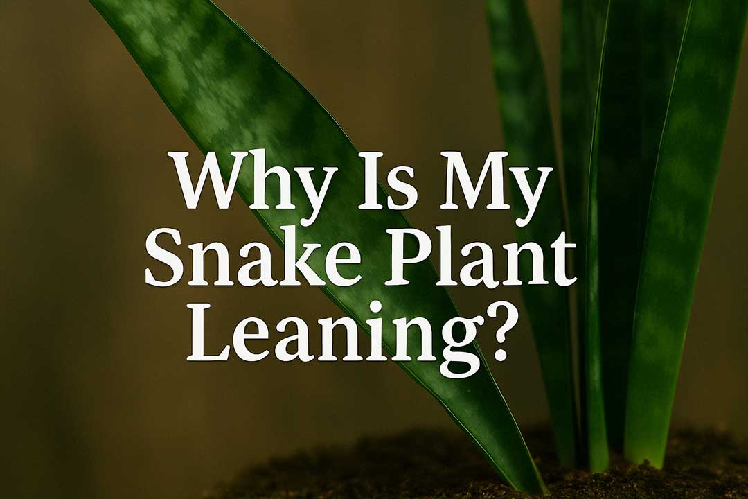 Why Is My Snake Plant Leaning?​