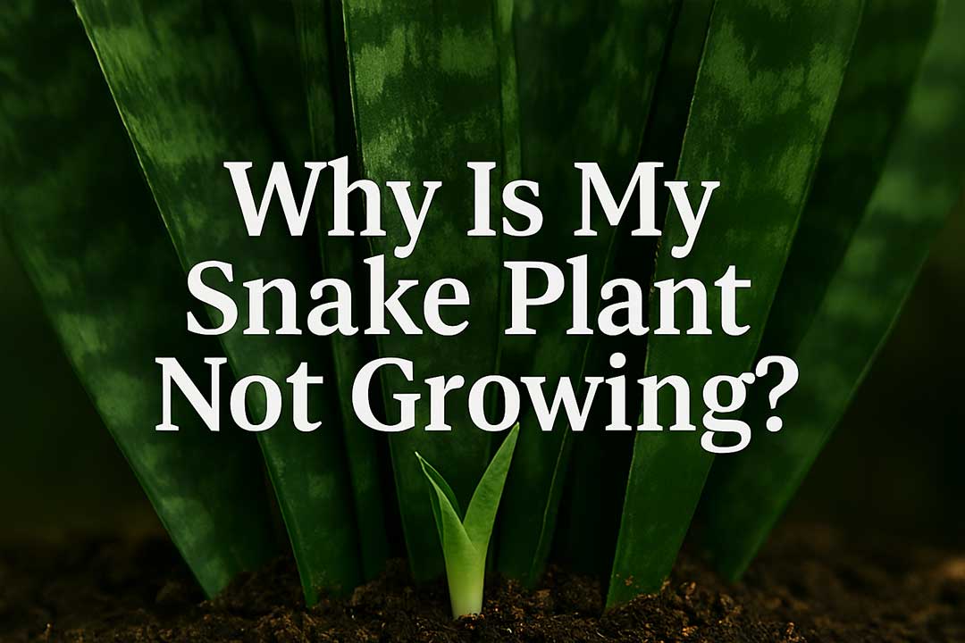 Why Is My Snake Plant Not Growing?