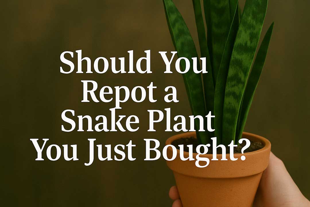 should you repot a snake plant you just bought