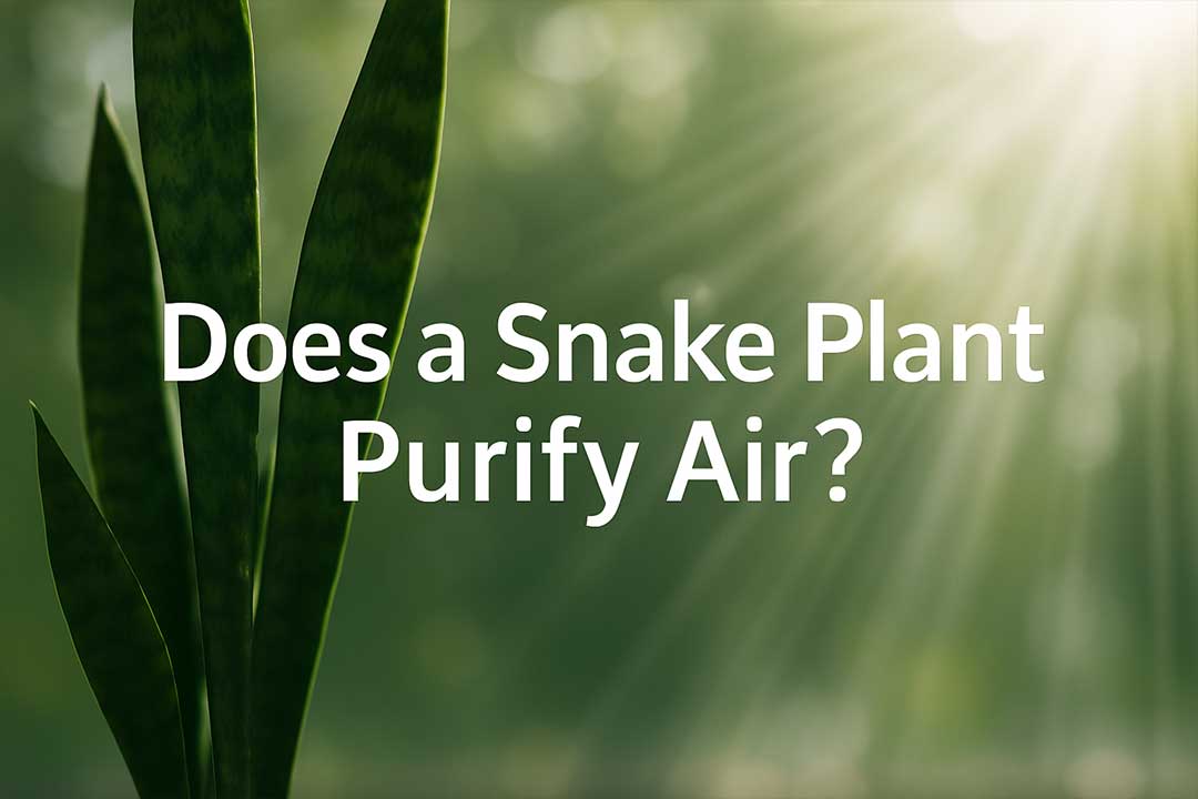 snake plant clear air