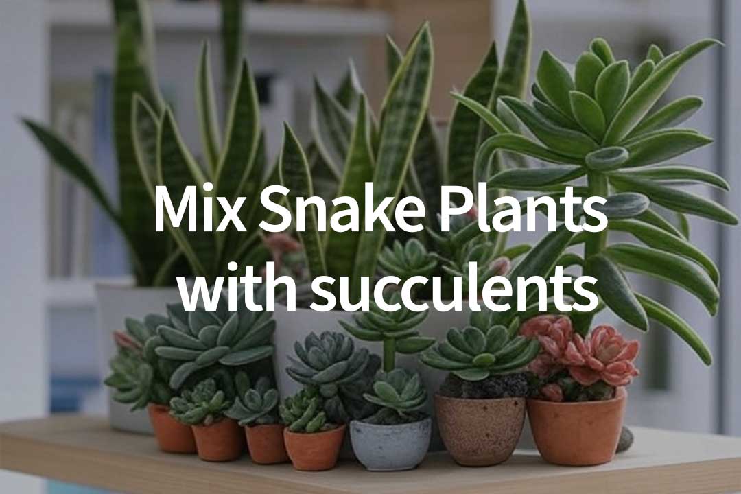 Let's check the best mix types and display tips for a modern look! 🌱