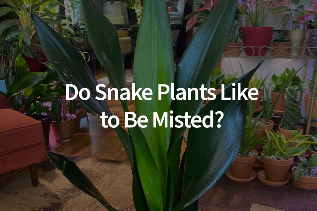 Are you wondering if misting snake plants is a good idea? To avoid damage, know these dangers before misting your Sansevieria.