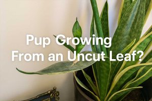Snake Plant Pup Growing From a Living Leaf