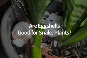 Are Eggshells Good for Snake Plants?