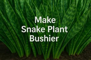 Make Snake Plant Bushier
