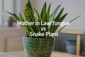 Mother in Law Tongue vs Snake Plant