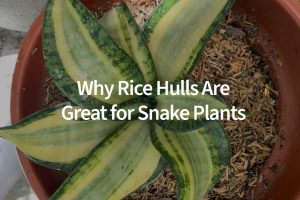 Why Rice Hulls Are Great for Snake Plants