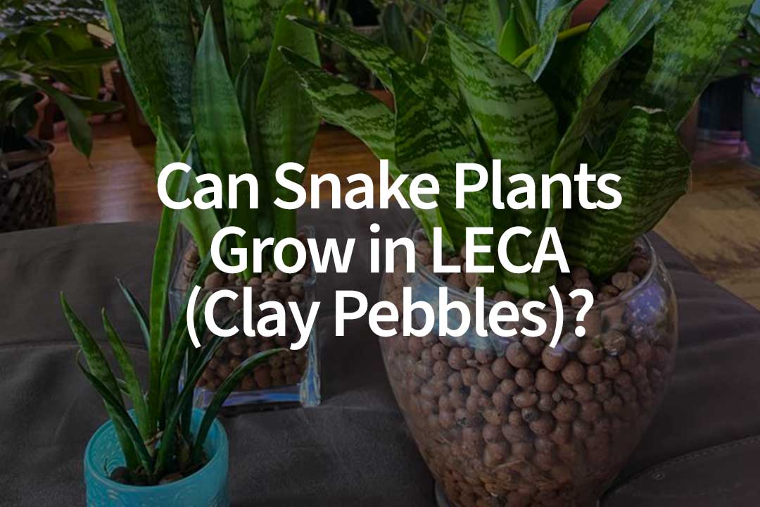 Clay Pebbles snake plant grow