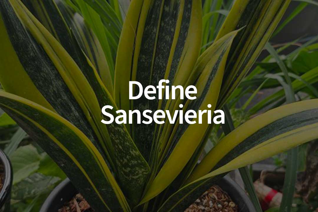 Define Sansevieria  The Popular Low-maintenance Houseplant