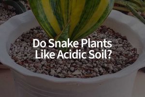 Do Snake Plants Like Acidic Soil