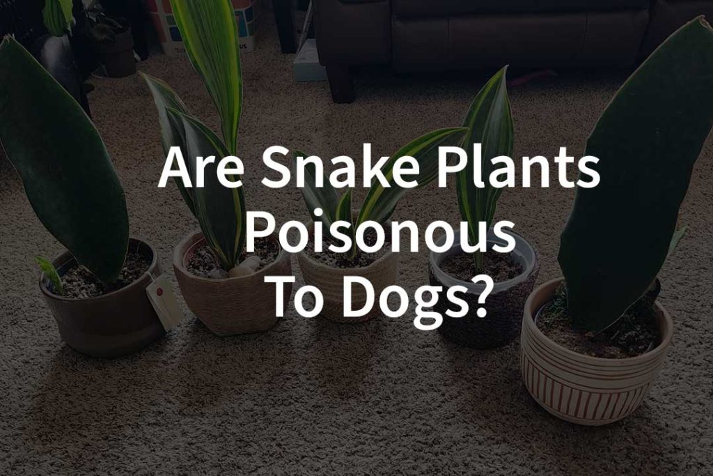 where-to-put-snake-plant-in-your-home