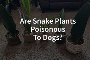 Are Snake Plants Poisonous To Dogs​?