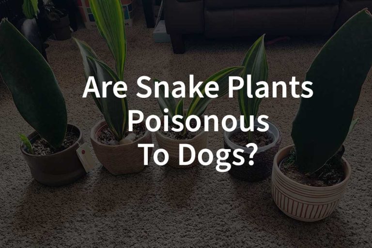Are Snake Plants Poisonous To Dogs​?