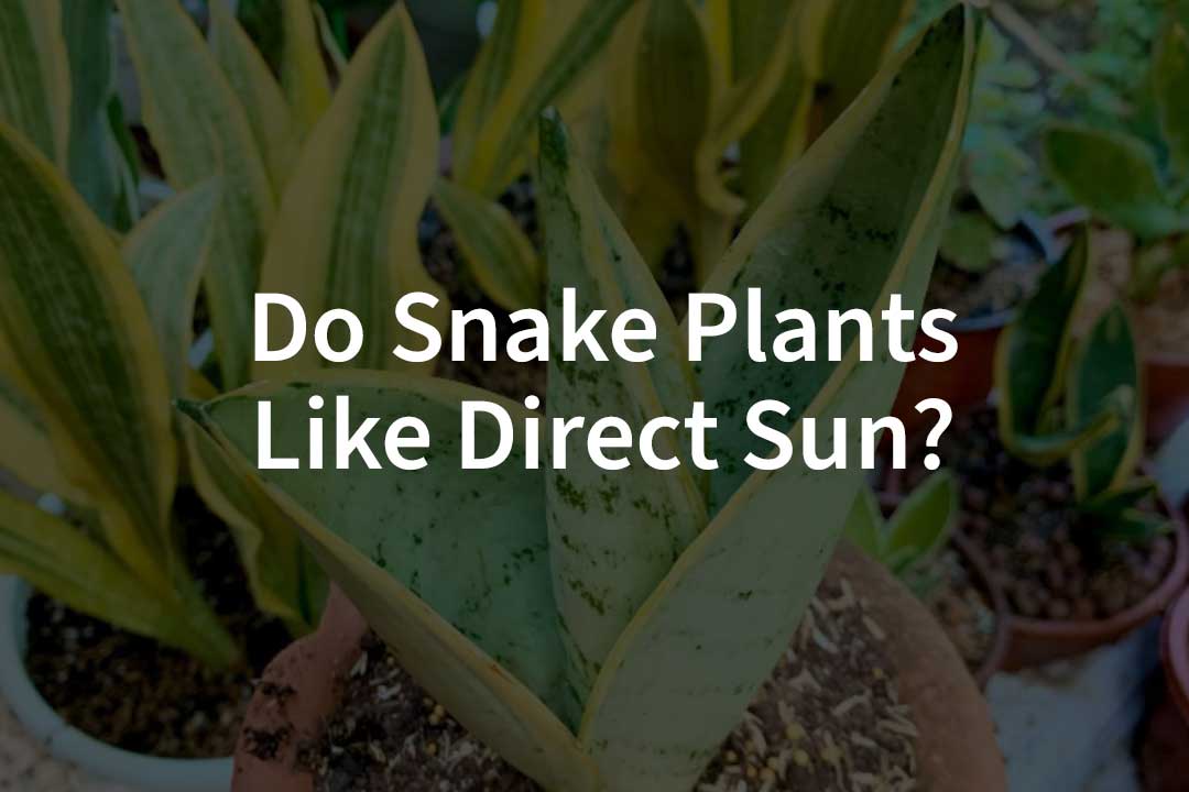 Do Snake Plants Like Direct Sun?