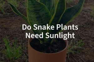 Do Snake Plants Need Sunlight​
