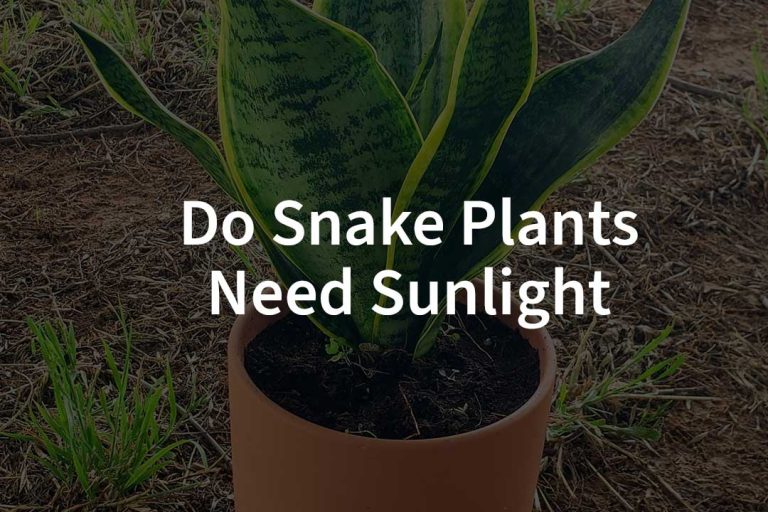 Do Snake Plants Need Sunlight​