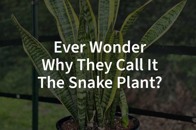 Ever Wonder Why They Call It The Snake Plant?