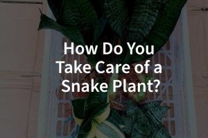 How Do You Take Care of a Snake Plant?