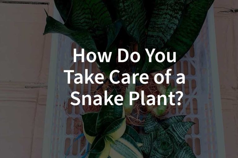 How Do You Take Care of a Snake Plant?