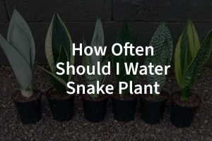 How Often Should I Water My Snake Plant​