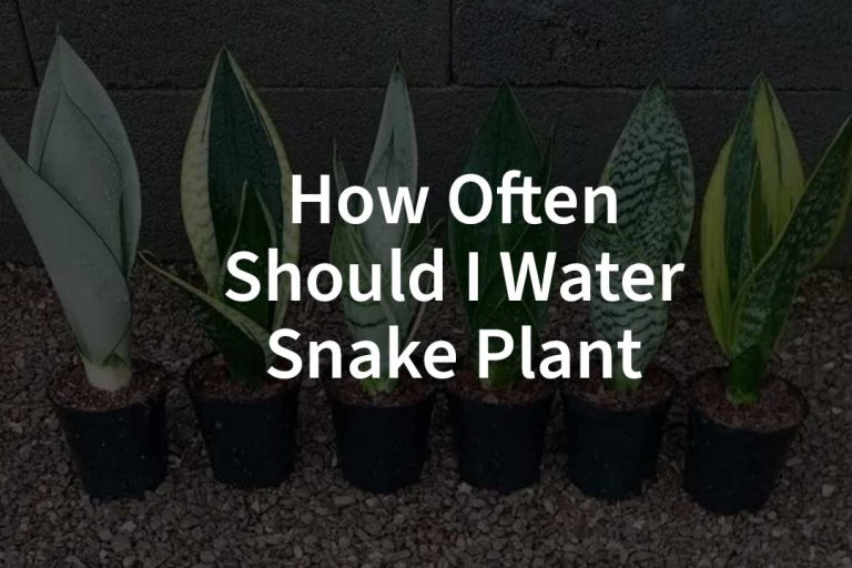 How Often Should I Water My Snake Plant​