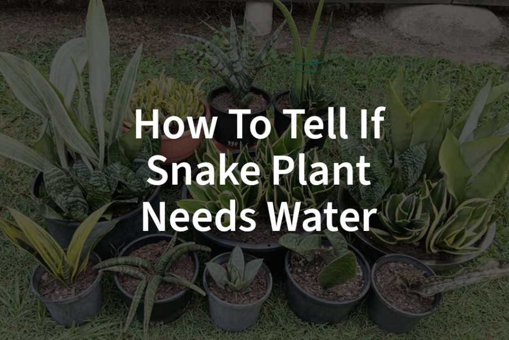 where-to-put-snake-plant-in-your-home