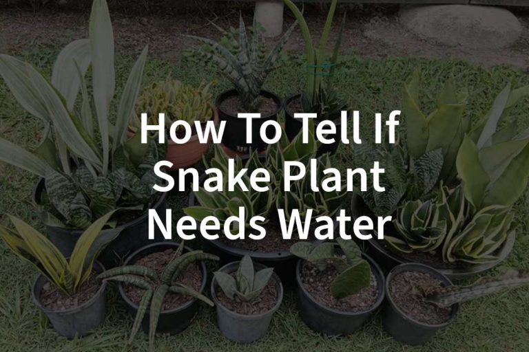 How To Tell If Snake Plant Needs Water​
