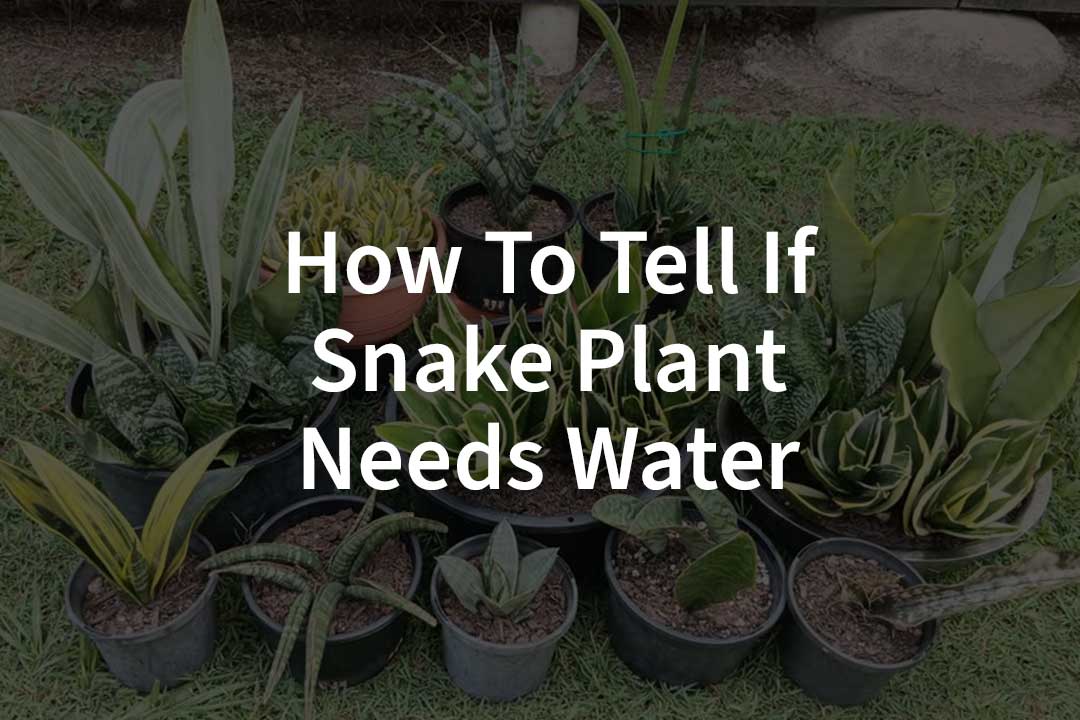 How To Tell If Snake Plant Needs Water​