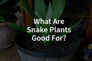What-Are-Snake-Plants-Good-For