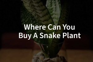 Where Can You Buy A Snake Plant​