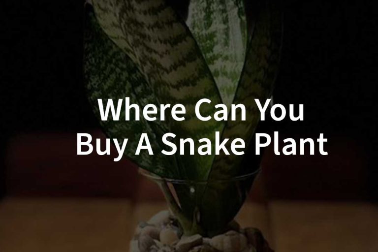 Where Can You Buy A Snake Plant​