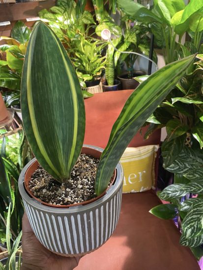 house plant potting Houseplant Potting Soil