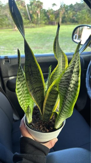 yucca cane plant outdoors Yucca Cane – Interior Foliage Design main image 1
