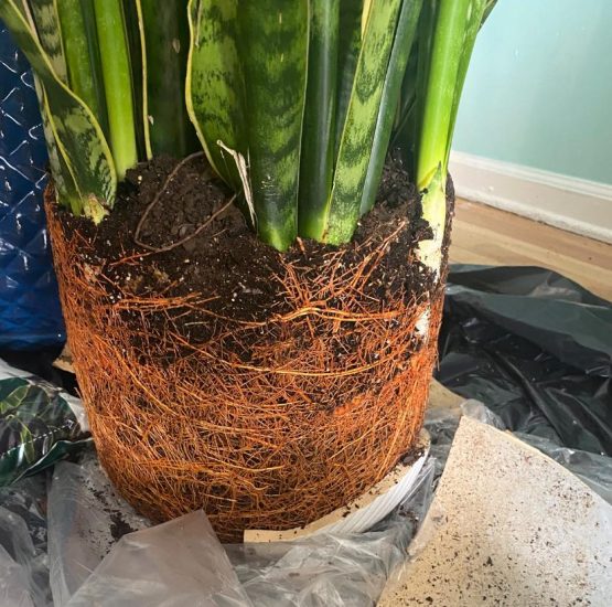 How To Repot A Snake Plant  The Right Way