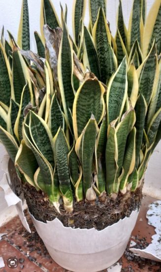How to Repot a Snake Plant