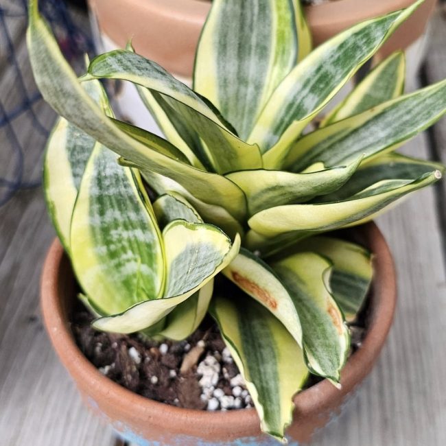 How Often Should I Water My Snake Plant 1 Is Terracotta Good for Snake Plants?