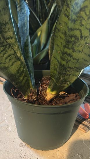 Snake plants love slightly acidic soil