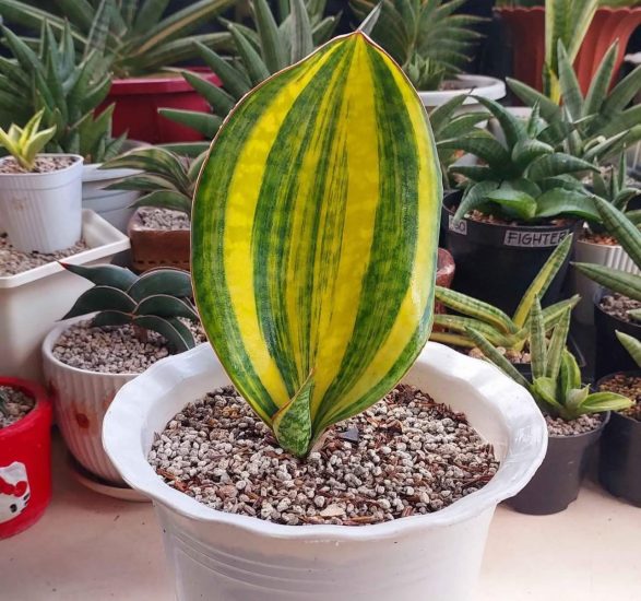 Snake plants love slightly acidic soil