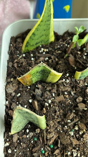 Snake plants love slightly acidic soil