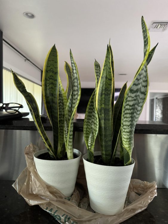 how deep to plant snake plant