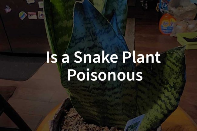 Snake Plant Safety: Toxic or Totally Fine?