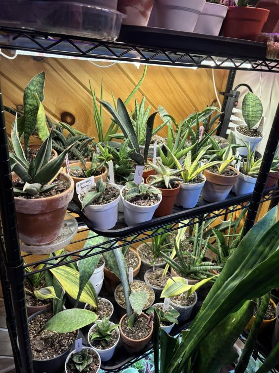 How Often Should I Water My Snake Plant 2 sansevieria snake plant