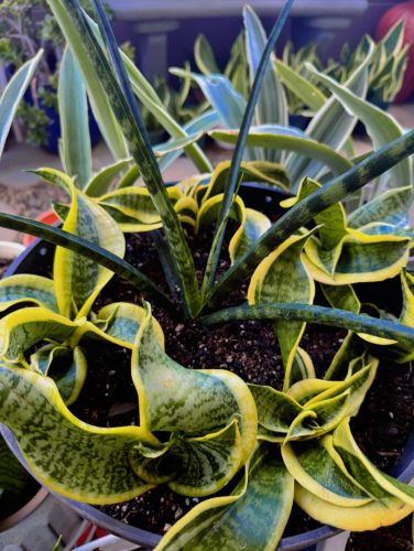 How To Tell If Snake Plant Needs Water? 1 Snake Plant Arrangement Ideas